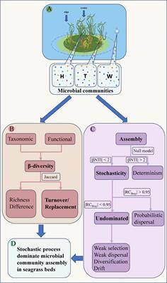 Taxonomic and functional β-diversity patterns reveal stochastic assembly rules in microbial communities of seagrass beds